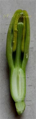  Floral Bud V.S.